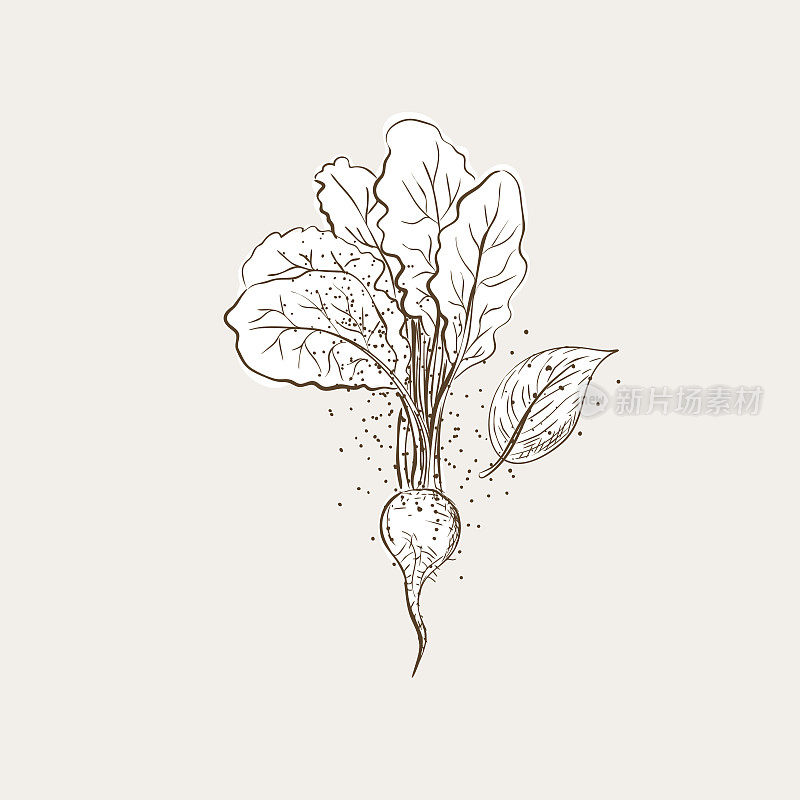 Vintage Style Hand Drawn Vegetable With Texture